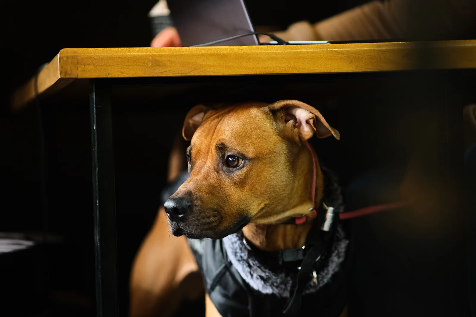 A dog waiting calmly under a cafe table