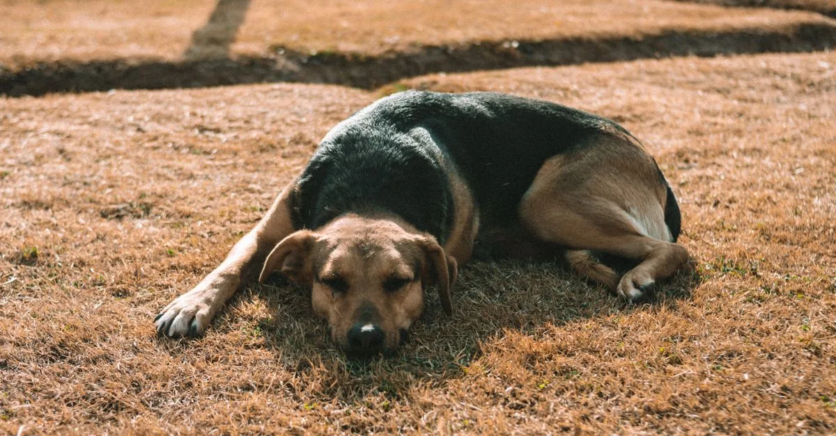 Dog lying calmly on grass, waiting for its owner's next command
