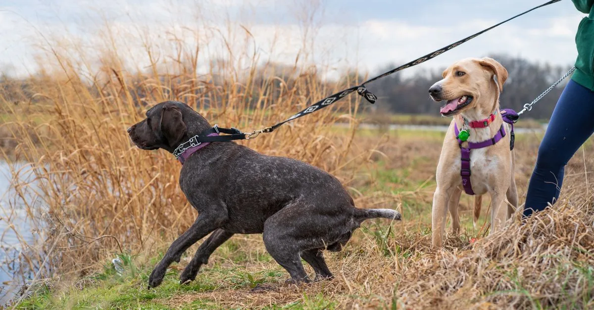 A dog owner walks a dog on a loose leash in a park, the dog trotting calmly beside them