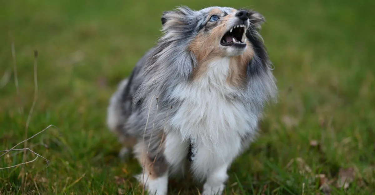 Dog barking, owner calmly responding on a walk