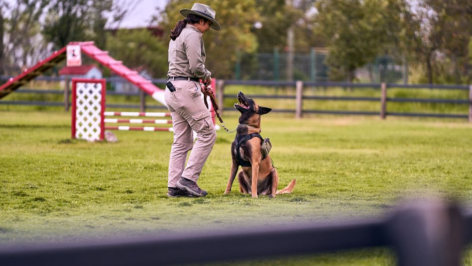 Trainer working with a dog on a harness during an outdoor training session