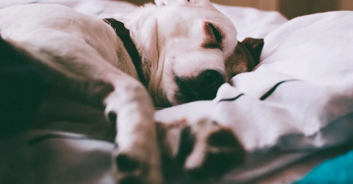 A dog sleeping peacefully curled up in a soft bed in a home interior