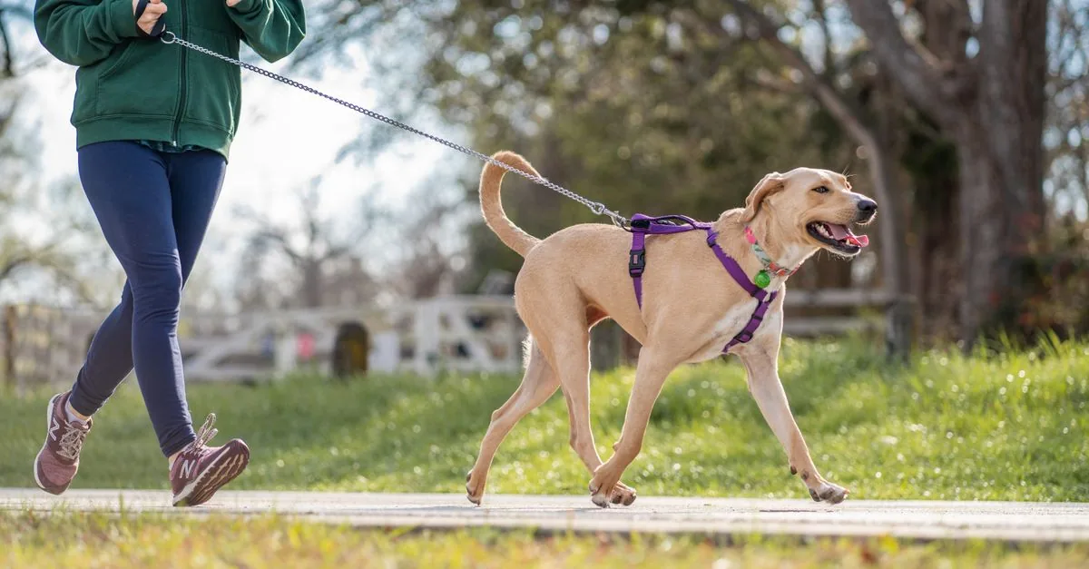 A dog in a well-fitted harness on a walk across a meadow