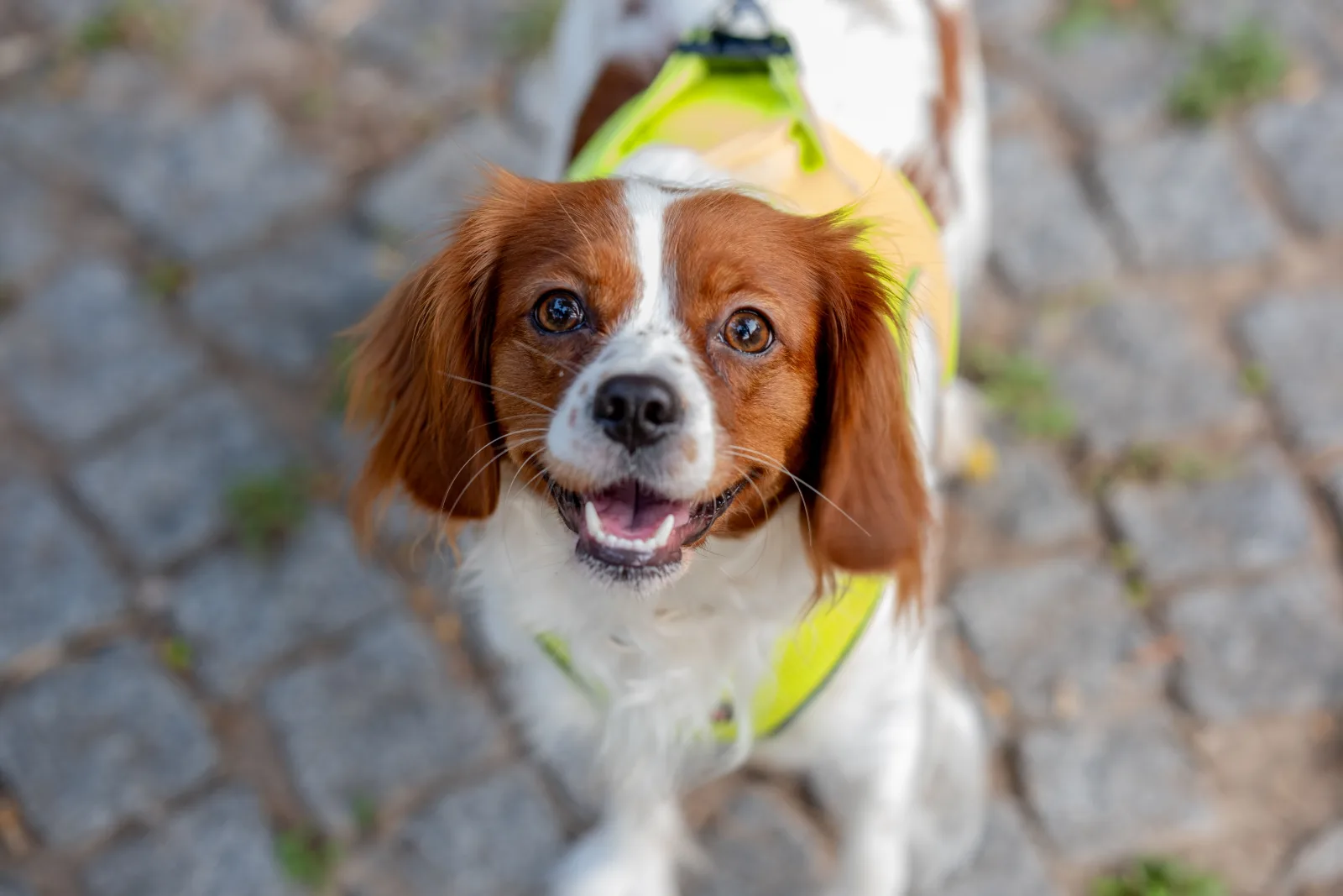 Dog wearing a reflective vest on a walk over cobblestones