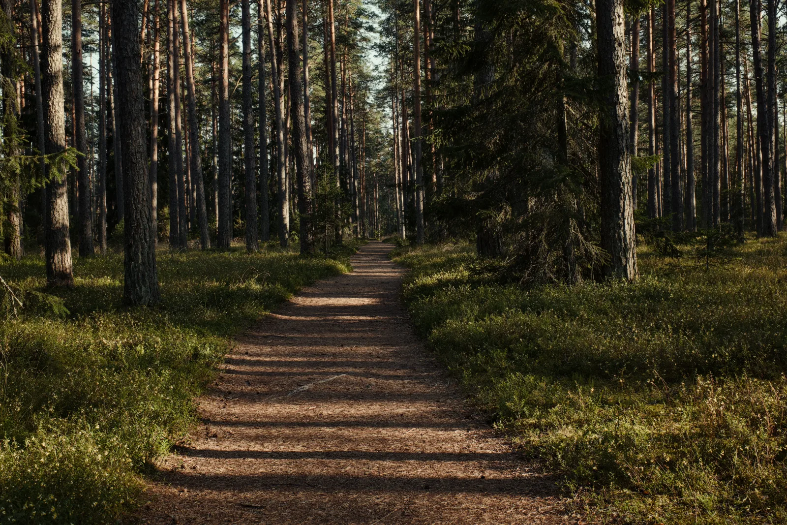 Sandy forest track running between tall pine trees