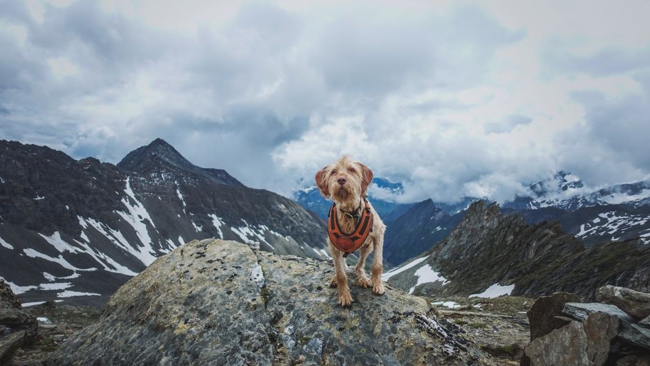 Dog in a mountain setting with peaks in the background, illustrative photo for the Kasprowy Wierch guide