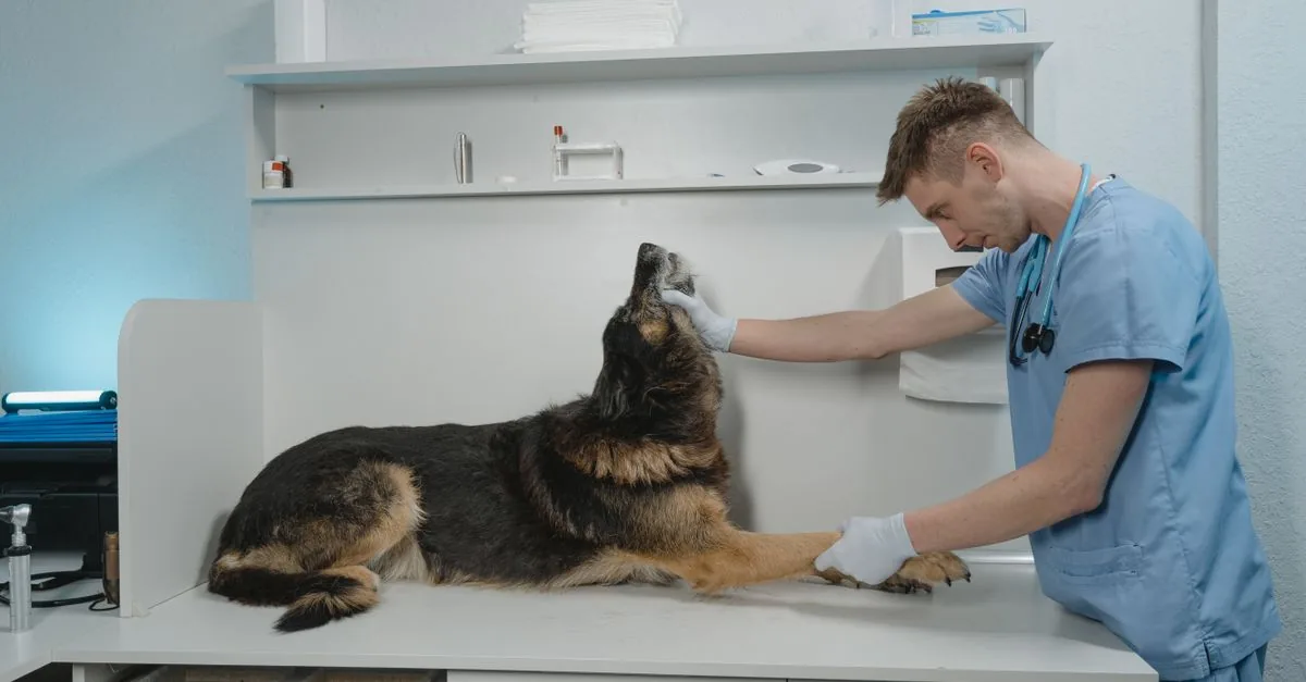 Vet examining a calm dog before a planned procedure at the clinic