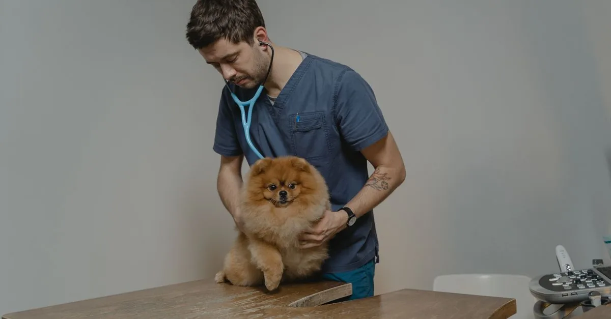 A dog coughing during a walk, its owner crouching beside it with concern