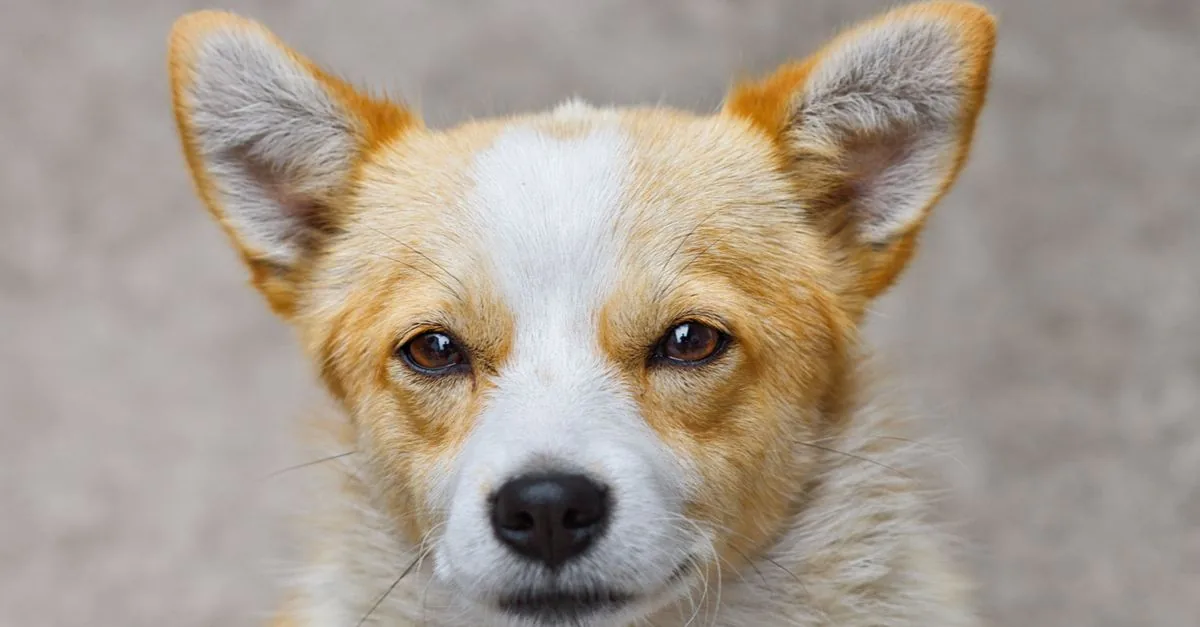 A small dog sits calmly on the sofa while its owner gently strokes its neck