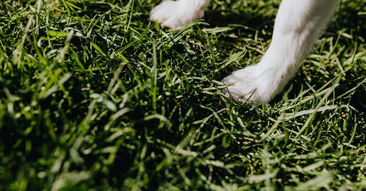 Owner checking a dog's coat for ticks after a walk through long grass