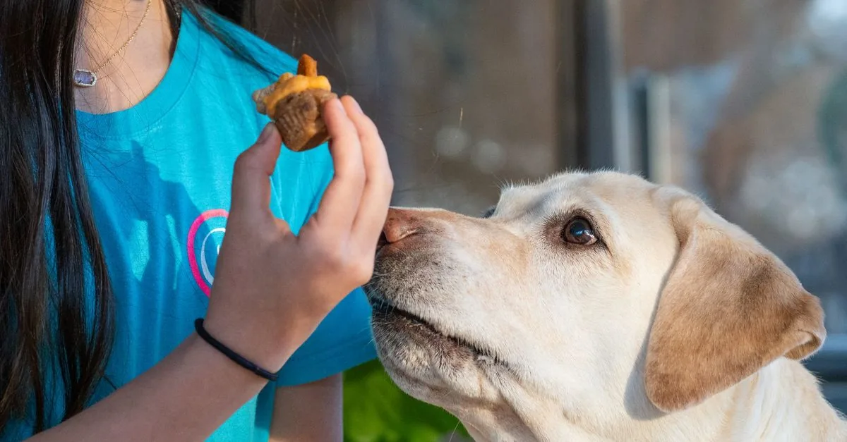 Rewarding a dog with a treat during training
