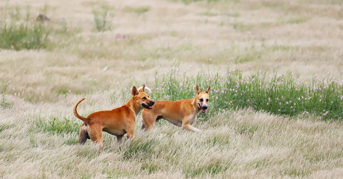 Dog running through summer meadow grass on a sunny day