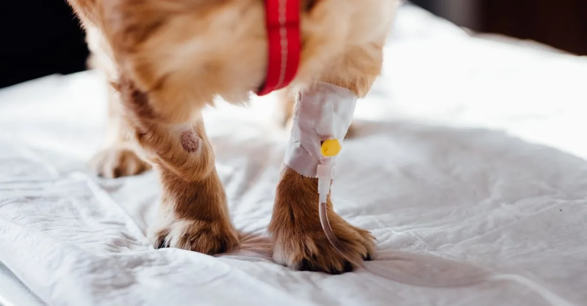 A dog's bandaged leg during a visit to the vet