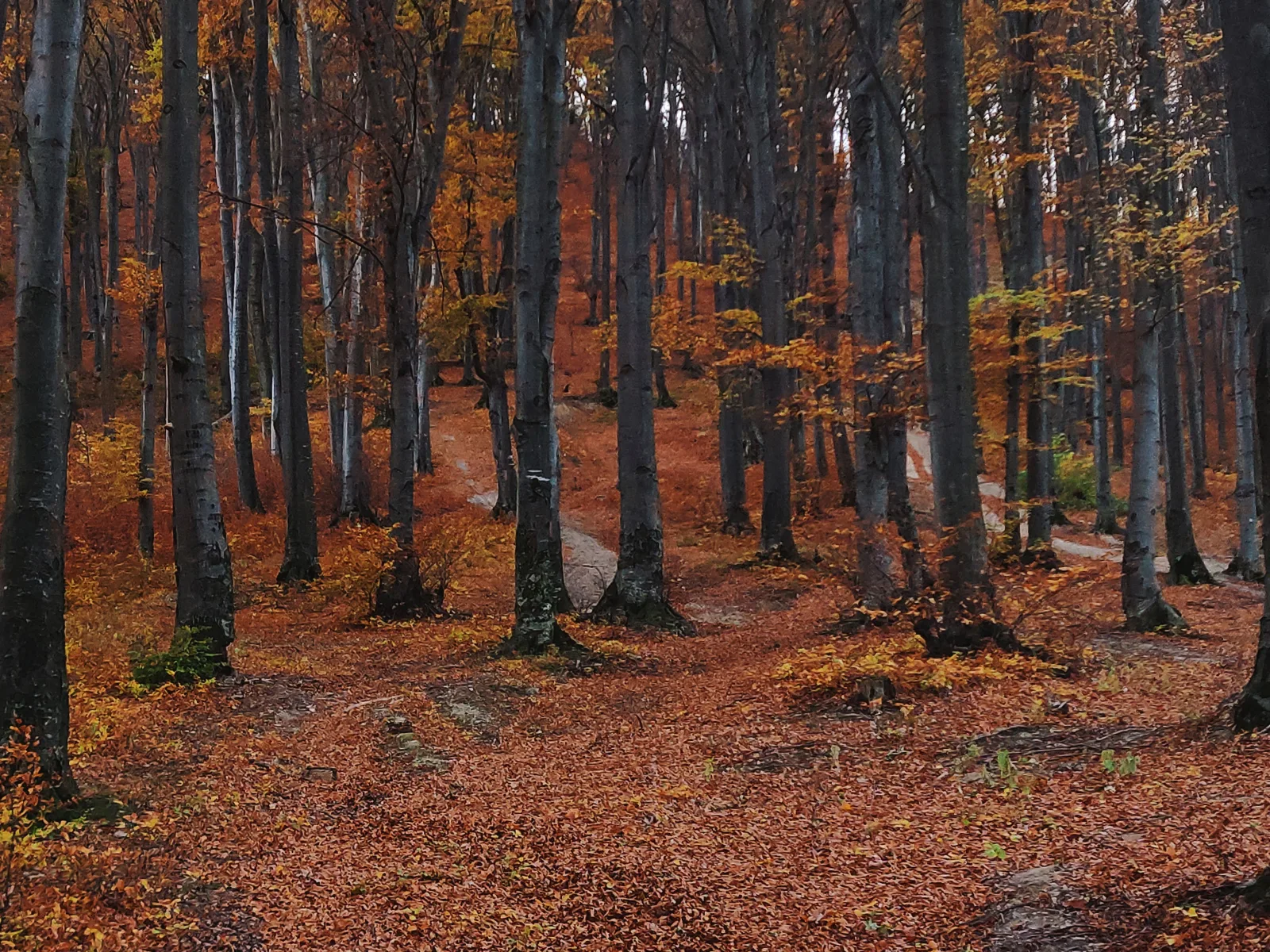 Autumn beech woodland under a thick carpet of fallen leaves