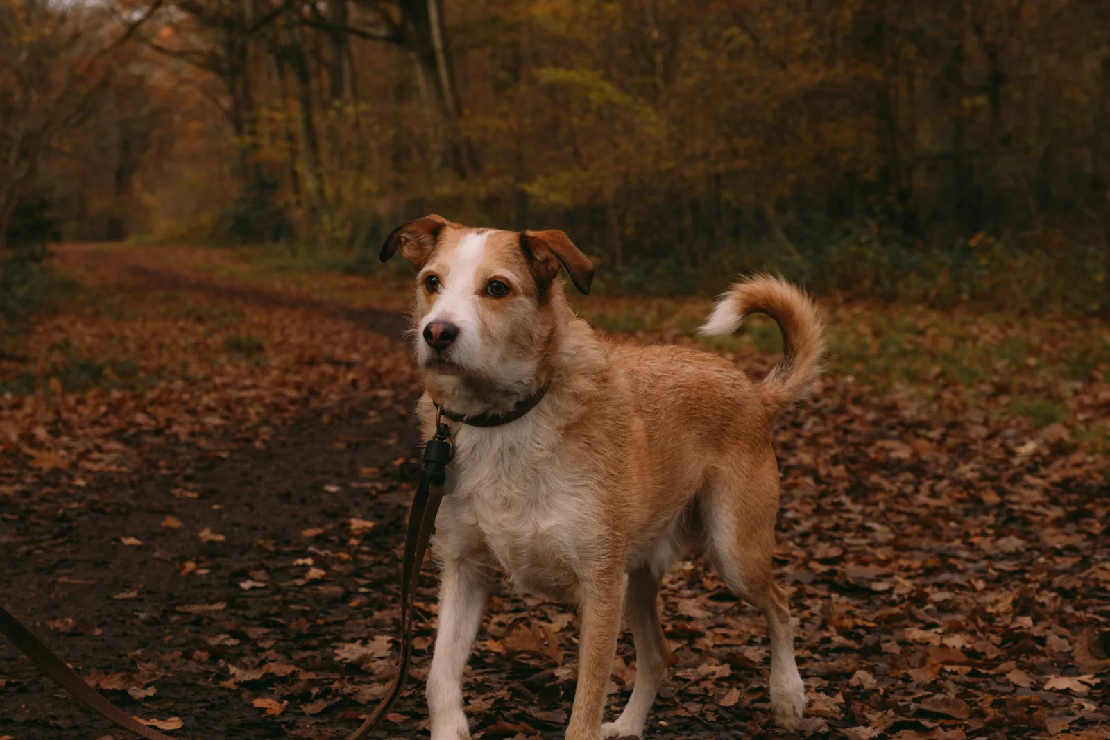 Dog on a forest path covered in fallen leaves