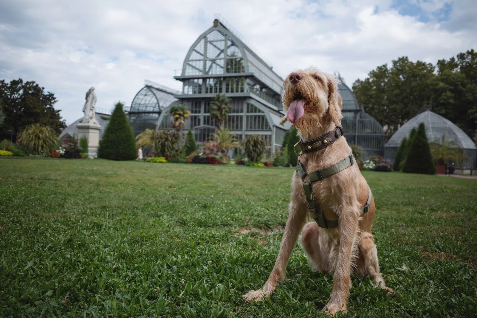 Dog in a garden by a historic greenhouse, illustrative photo for the Lazienki Park guide