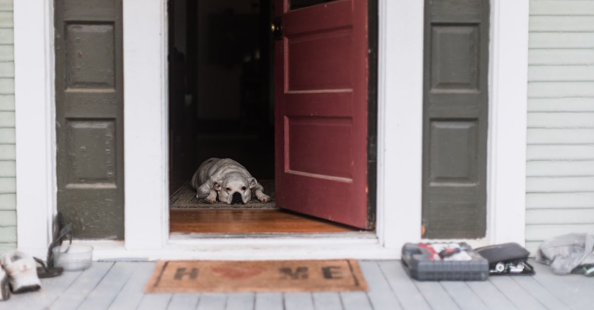 Dog lying by the front door waiting for its owner to return