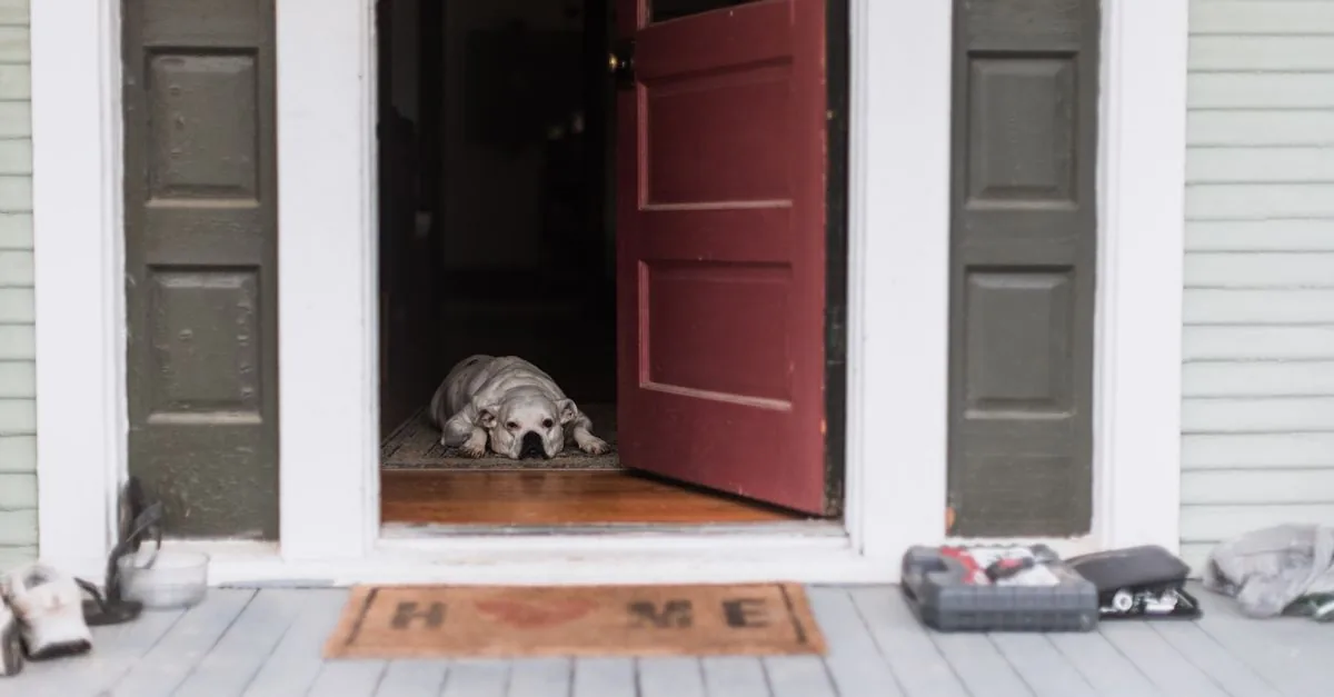 Dog lying by the front door waiting for its owner to return