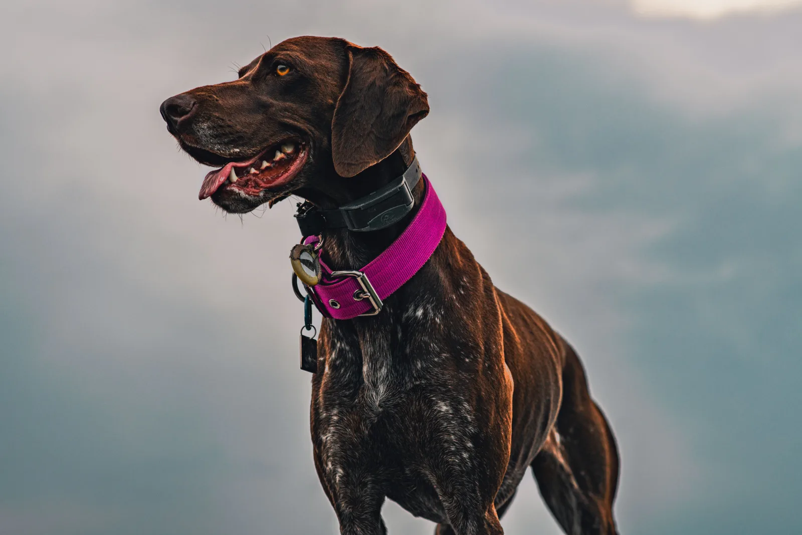 Dog wearing a collar with a GPS tracking device attached during a walk