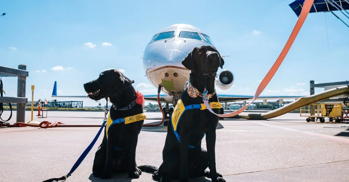 Two dogs in harnesses on the apron beside a plane