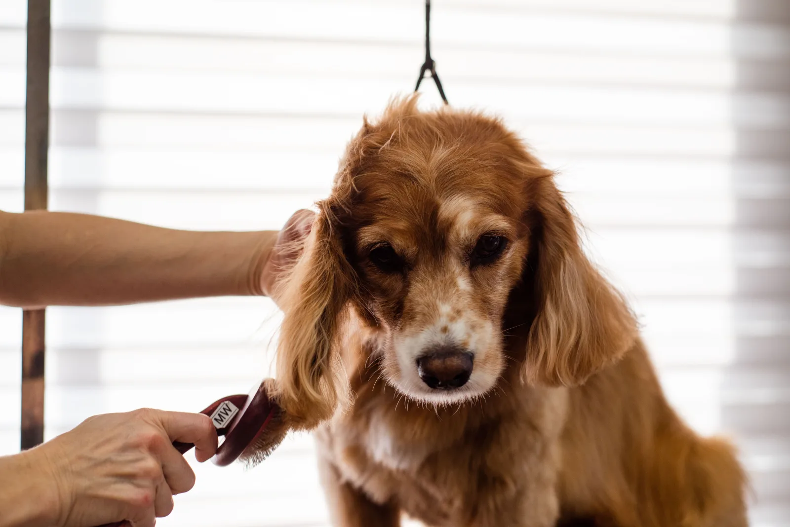 Groomer brushing a dog's coat during a grooming session