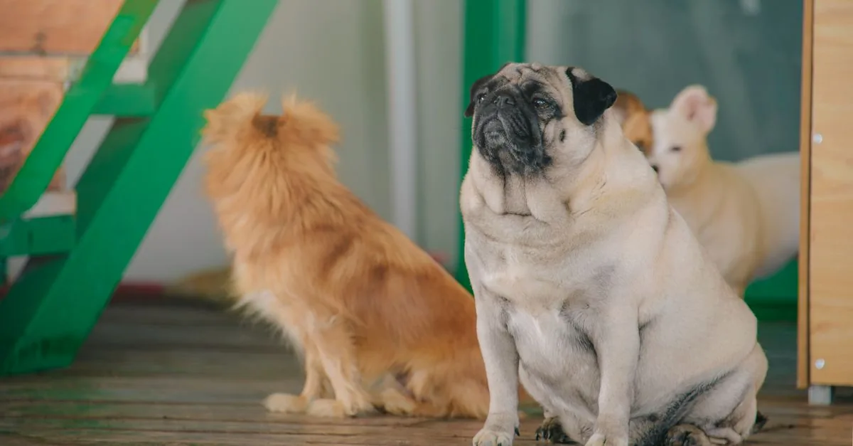 Small dogs of different breeds sitting together on a city street