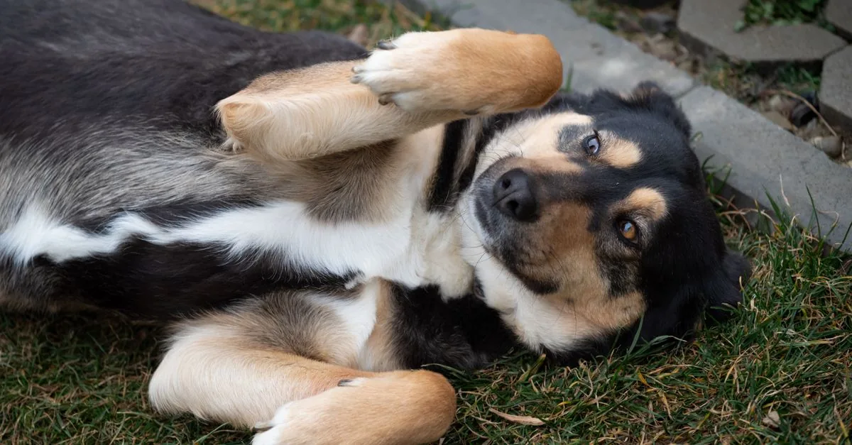 Relaxed dog lying on grass with soft eyes and loose body posture