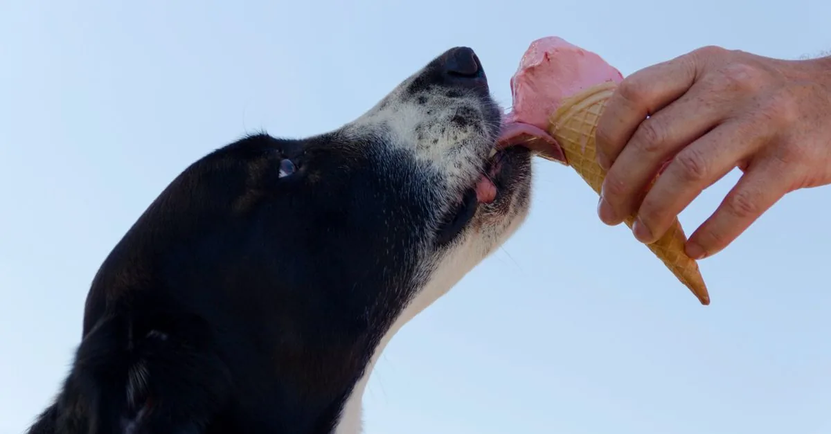 A black dog licking a frozen yogurt treat from a bowl on a summer day