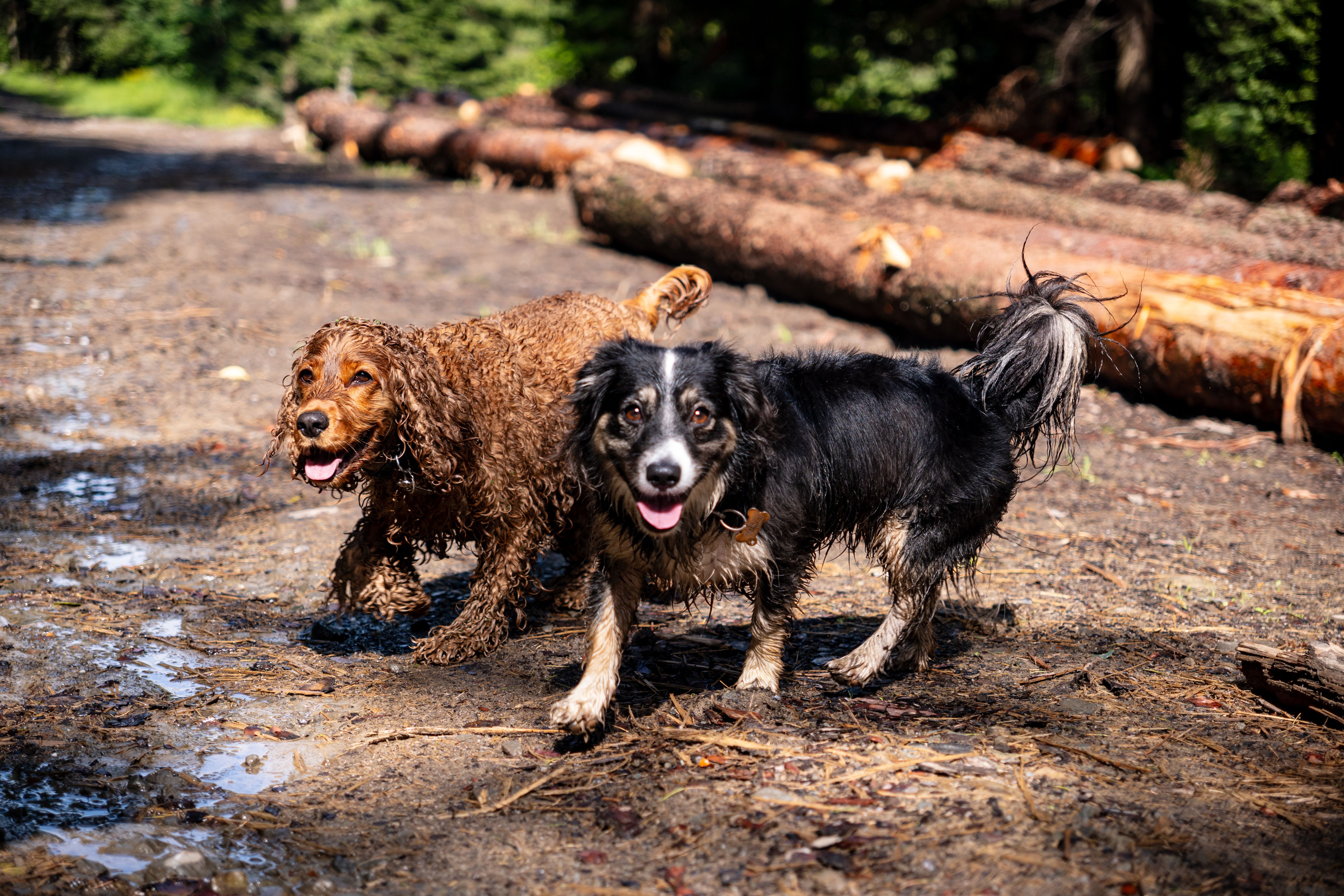 Muddy dog paws on a forest path, illustrating a guide to cleaning paws