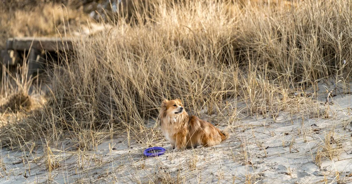 Dog running along a Polish seaside beach at sunrise