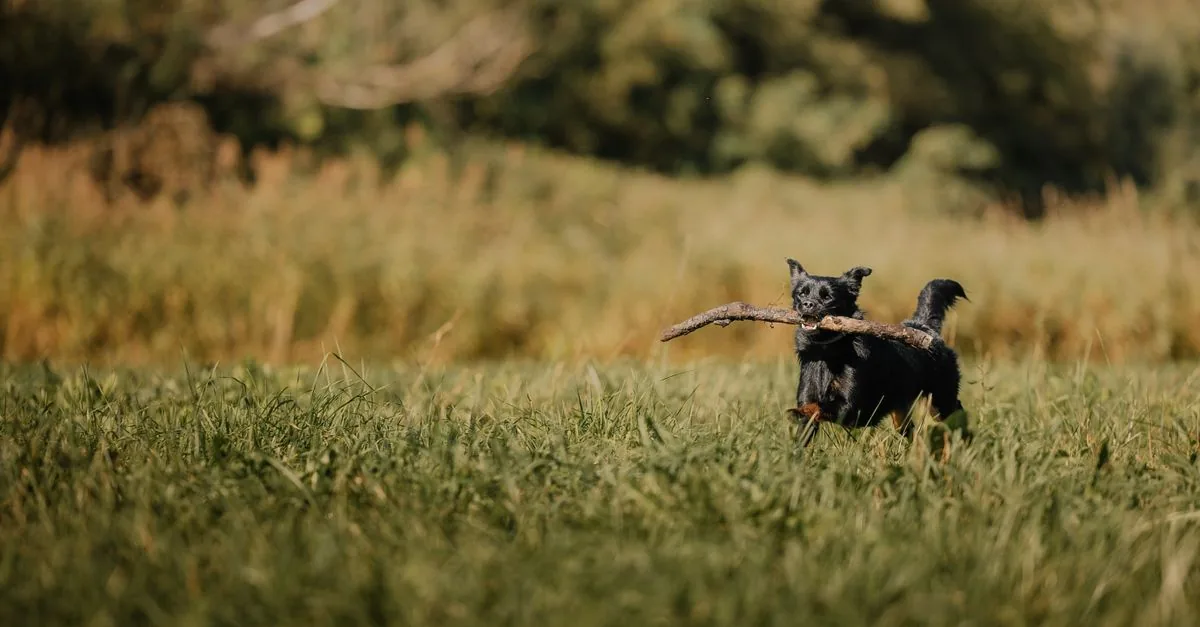 An energetic dog running across a meadow with its tongue out