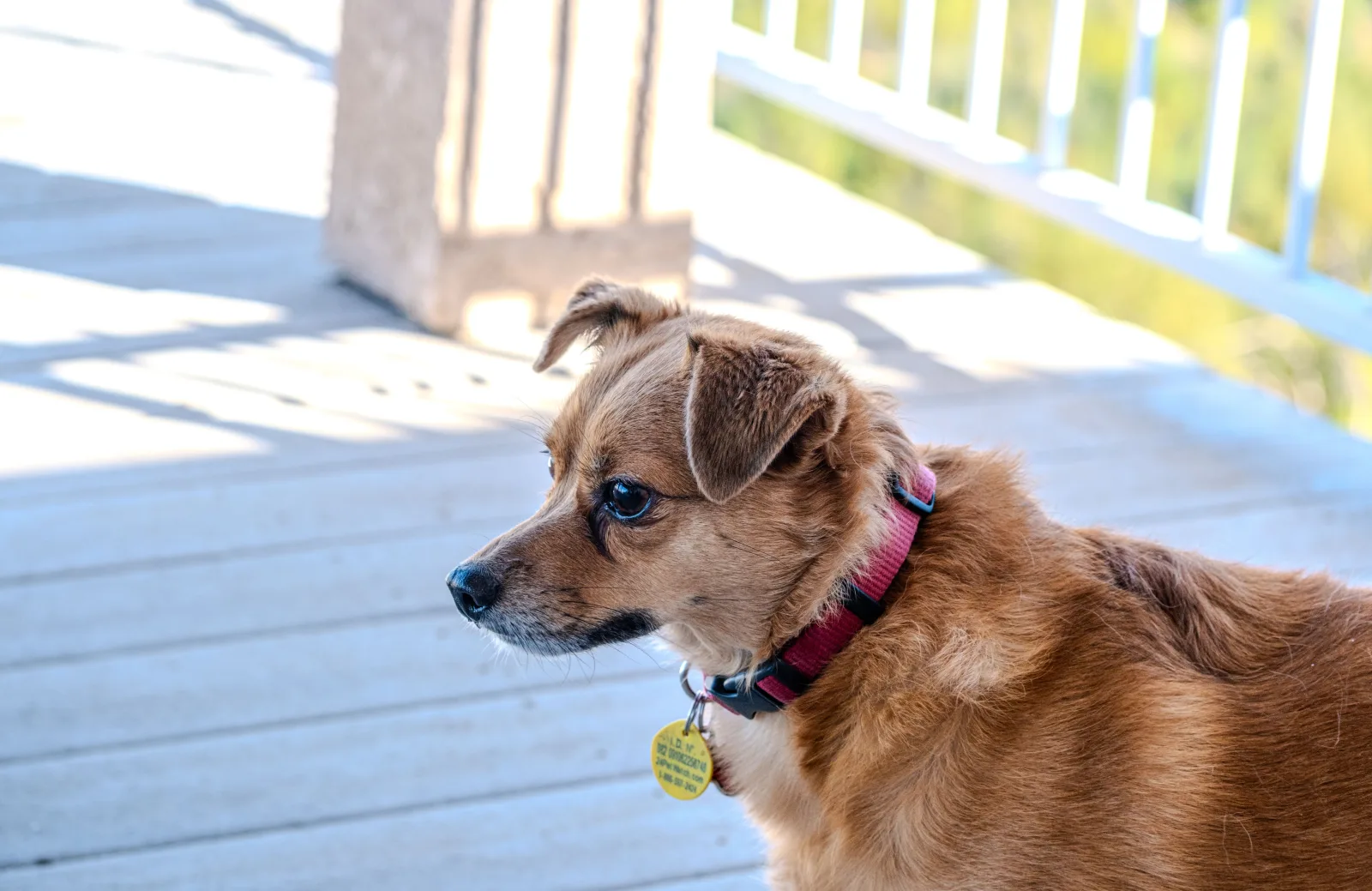 Portrait of a dog wearing a collar with an ID tag on a walk
