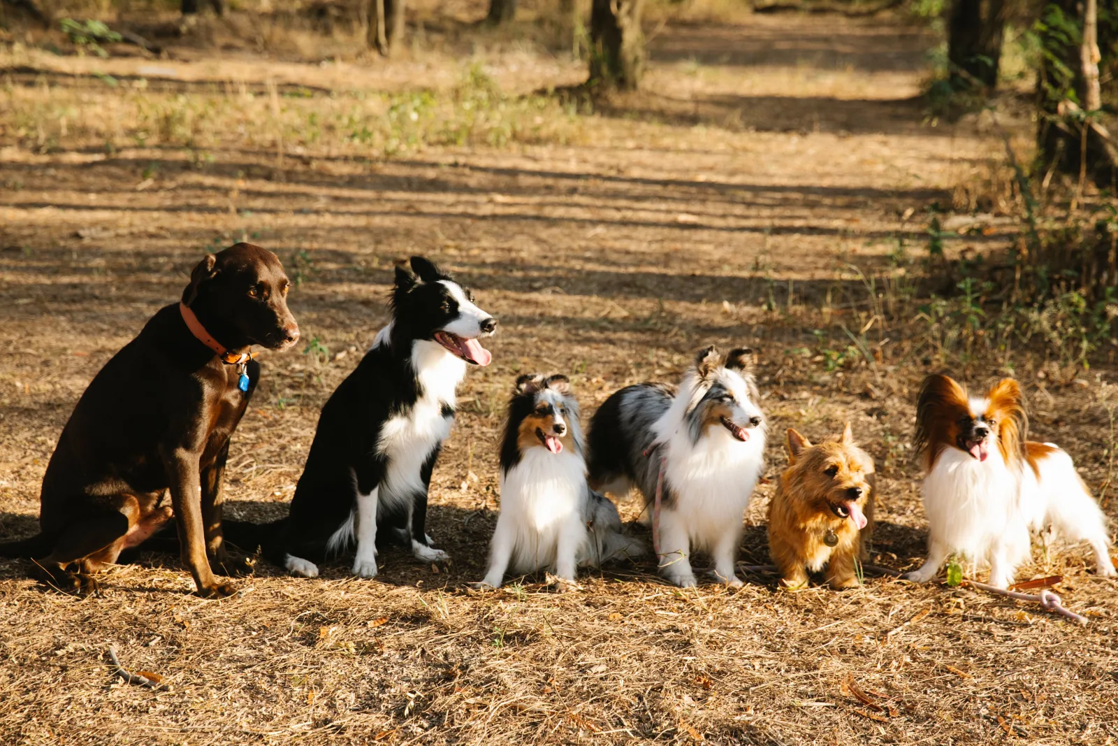Several dog breeds sitting together on a forest path