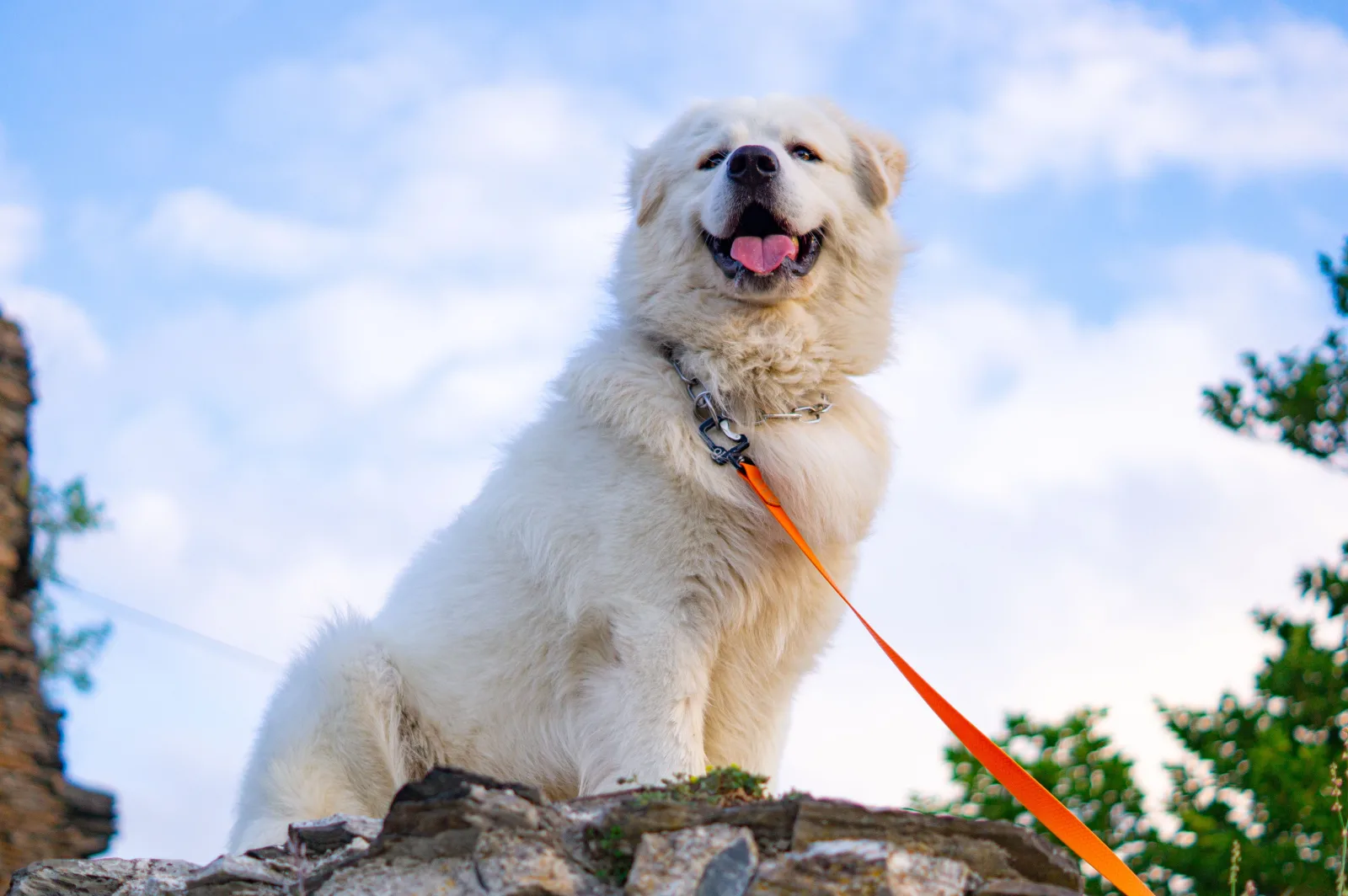 A white livestock guardian dog resembling a Tatra Shepherd Dog, sky in the background