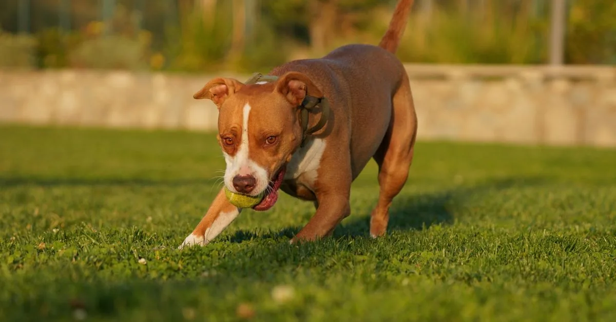 A dog running across a grassy field to fetch a ball during a walk