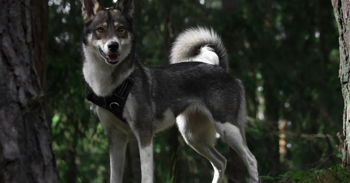 A dog walking off-lead beside its owner on a forest path, watching them closely