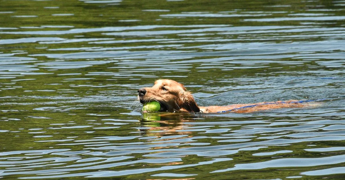 A dog swimming in a calm lake on a sunny day, head held above the water
