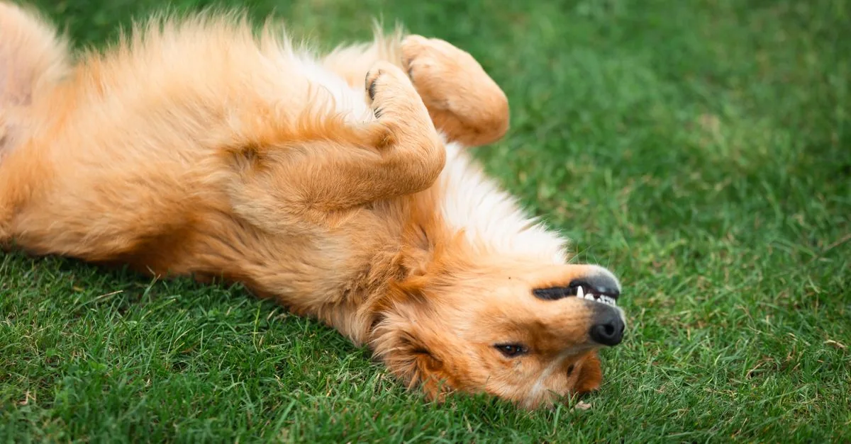 A dog rolling onto its back on the grass while learning the roll over trick