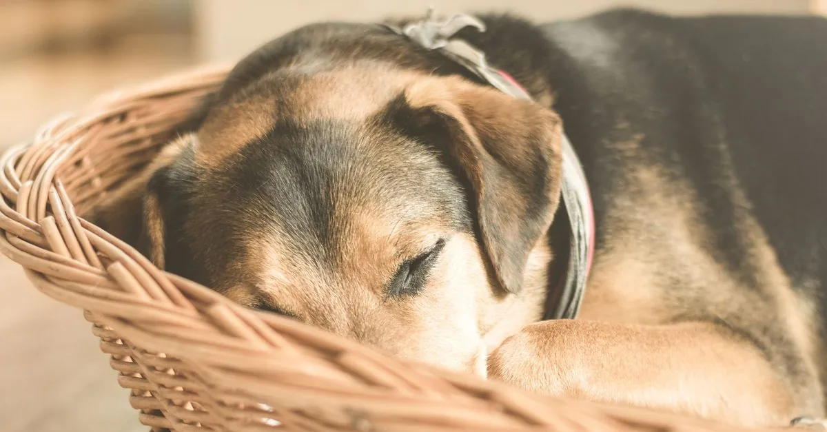 An older dog resting curled up in a wicker basket