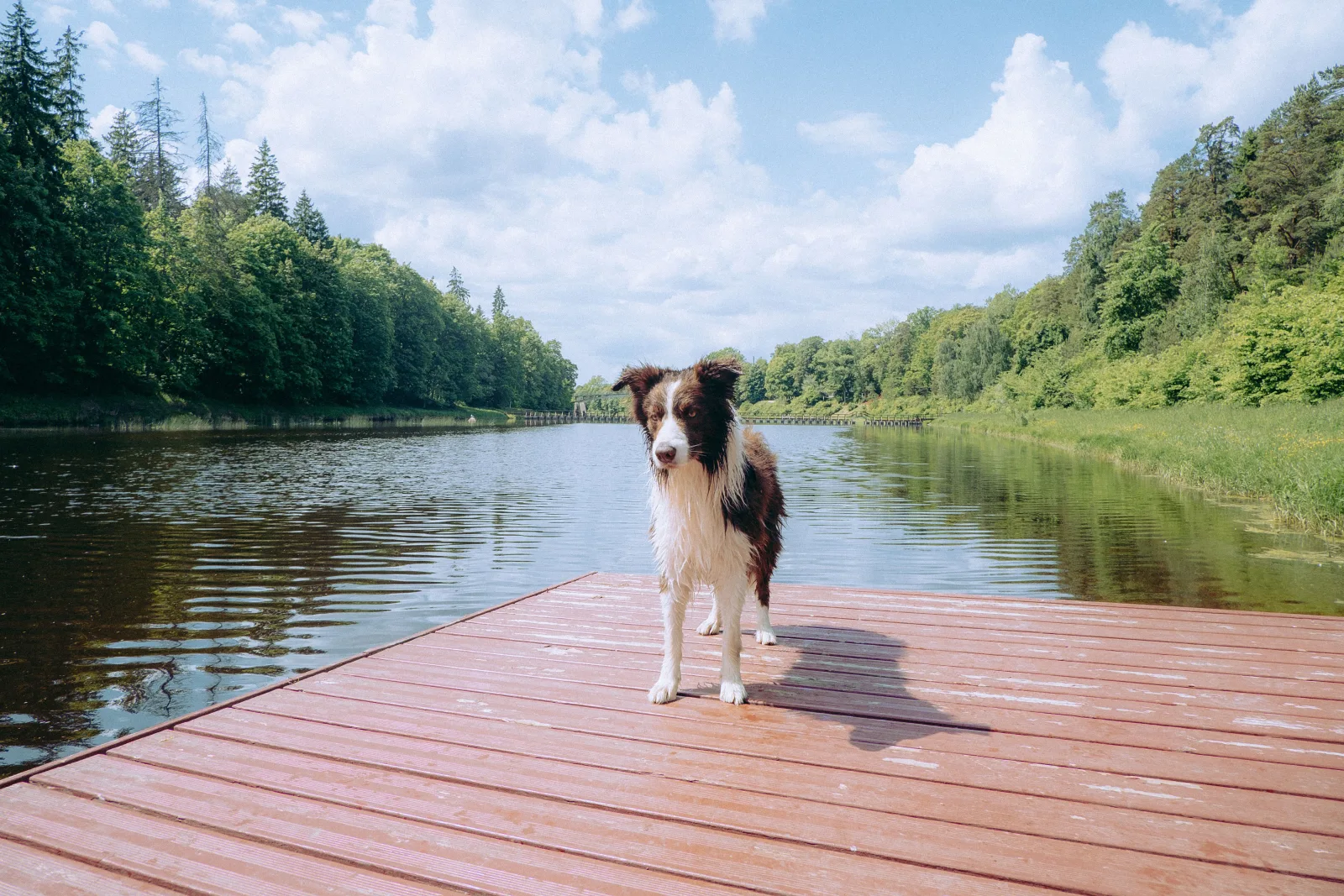 A dog standing on a wooden lake dock in Masuria on a sunny day