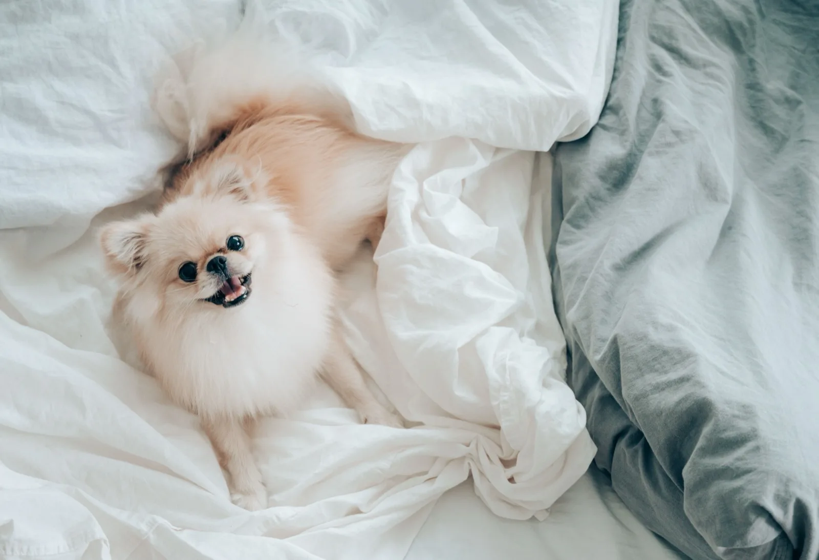 A small dog resting curled up in white bedding on a bed