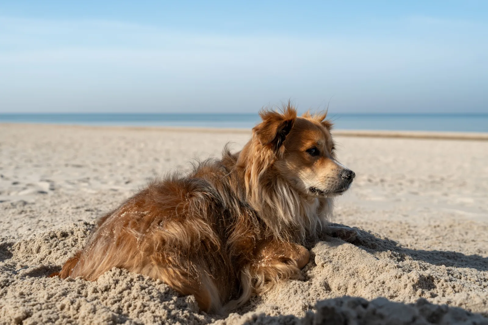 A dog lying on the sand of a seaside beach with calm sea behind