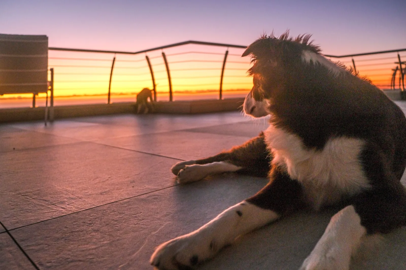 Holiday apartment in Miedzyzdroje with a dog resting on the terrace