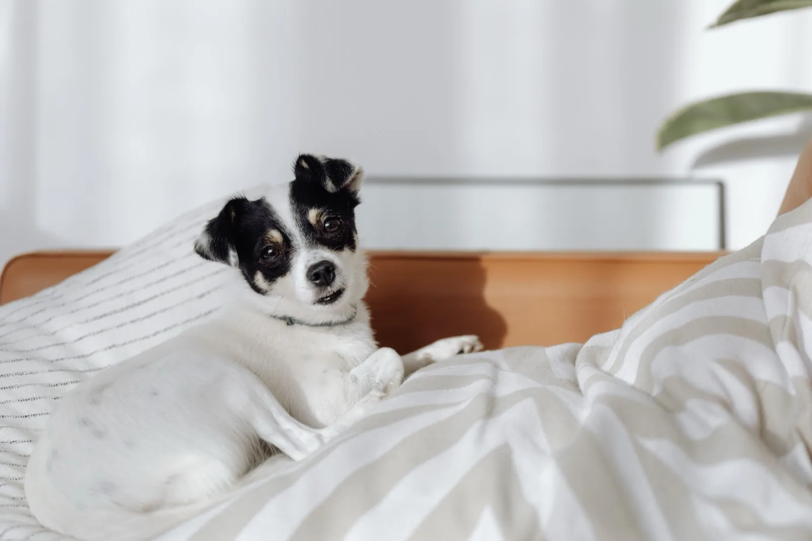 A small dog resting on a bed in a bright guest room