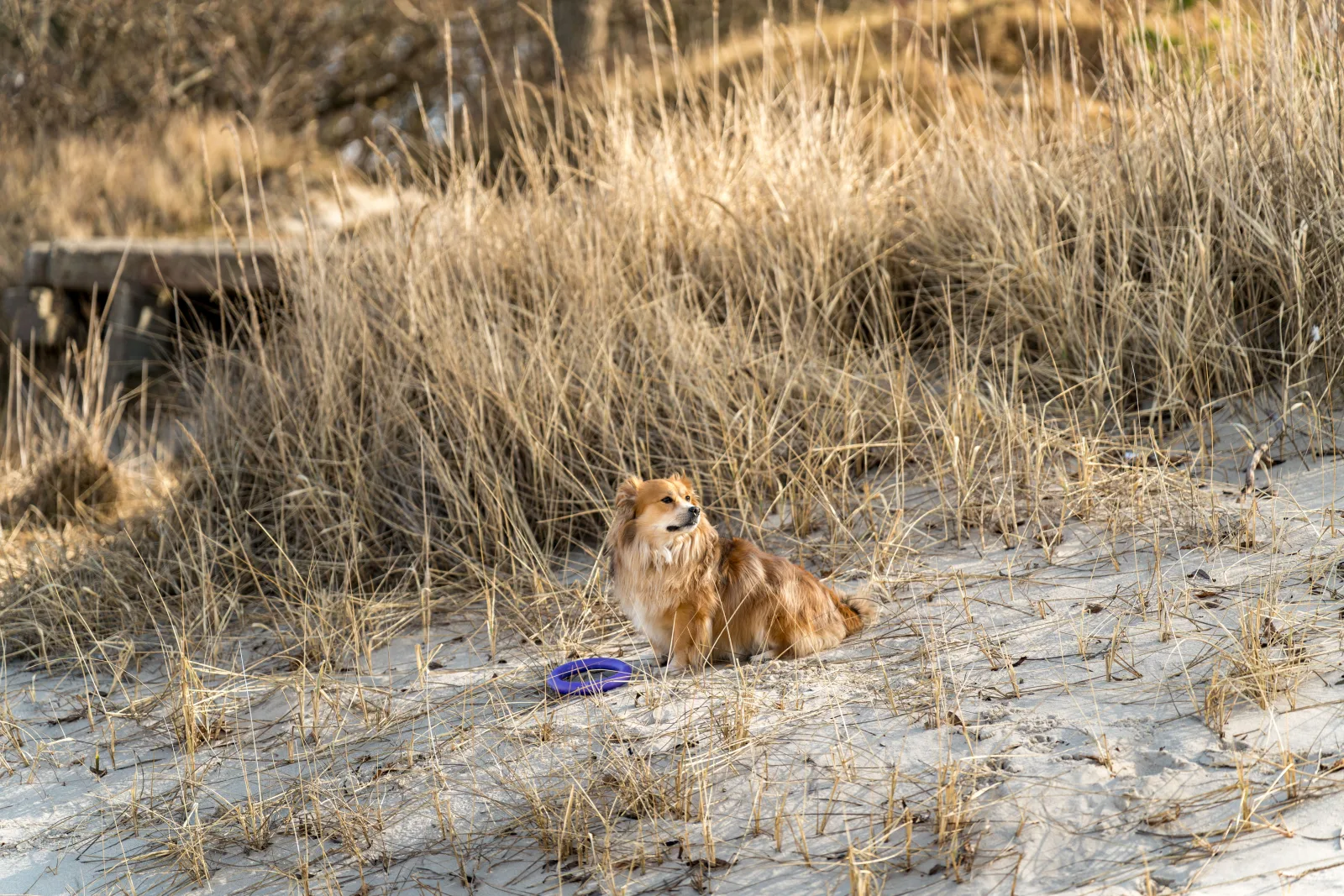 A dog sitting alone among dry dune grass on a Baltic beach