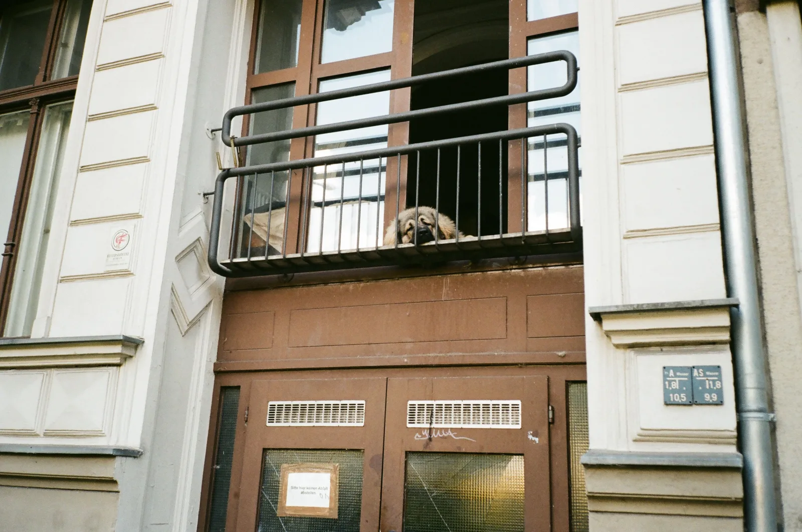 Pies wygląda przez balustradę balkonu w kamienicy