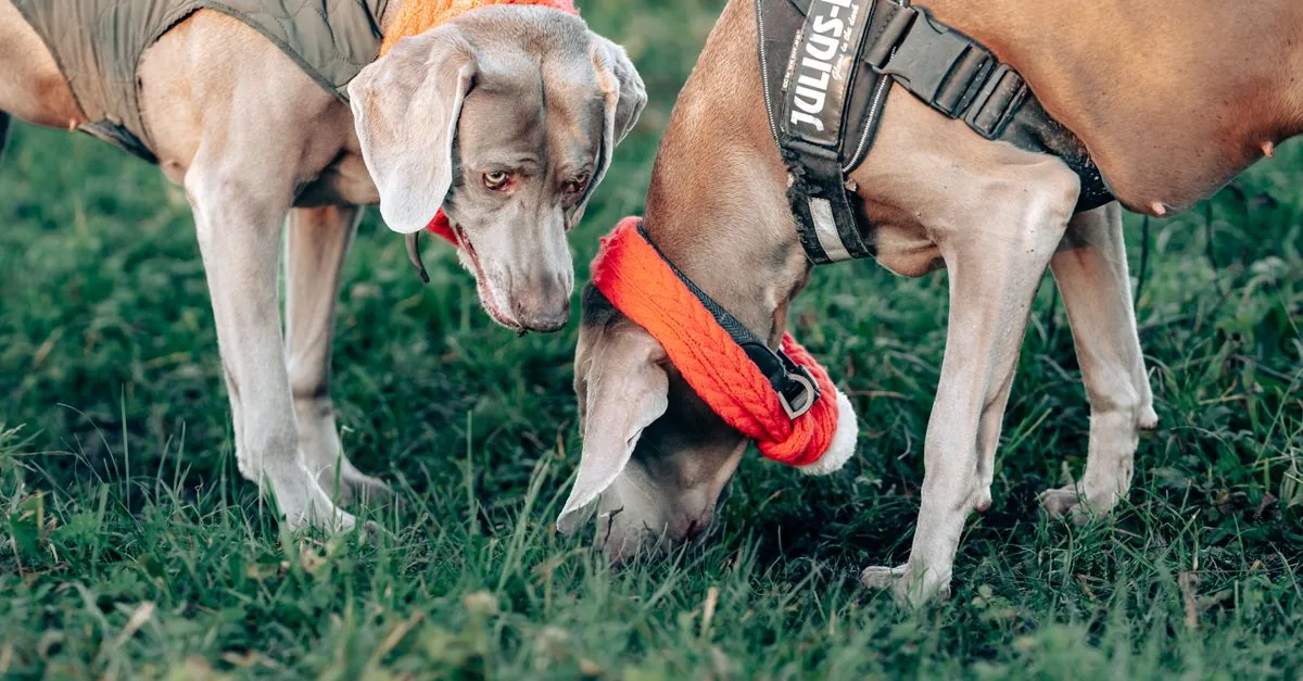 Dog sniffing a row of cardboard boxes during a nosework training session
