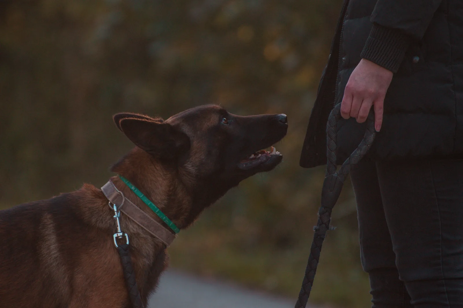Dog on a leash looking up at its owner during a training walk