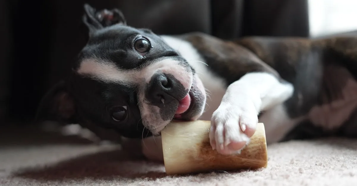 A dog resting calmly next to a food bowl on a kitchen floor