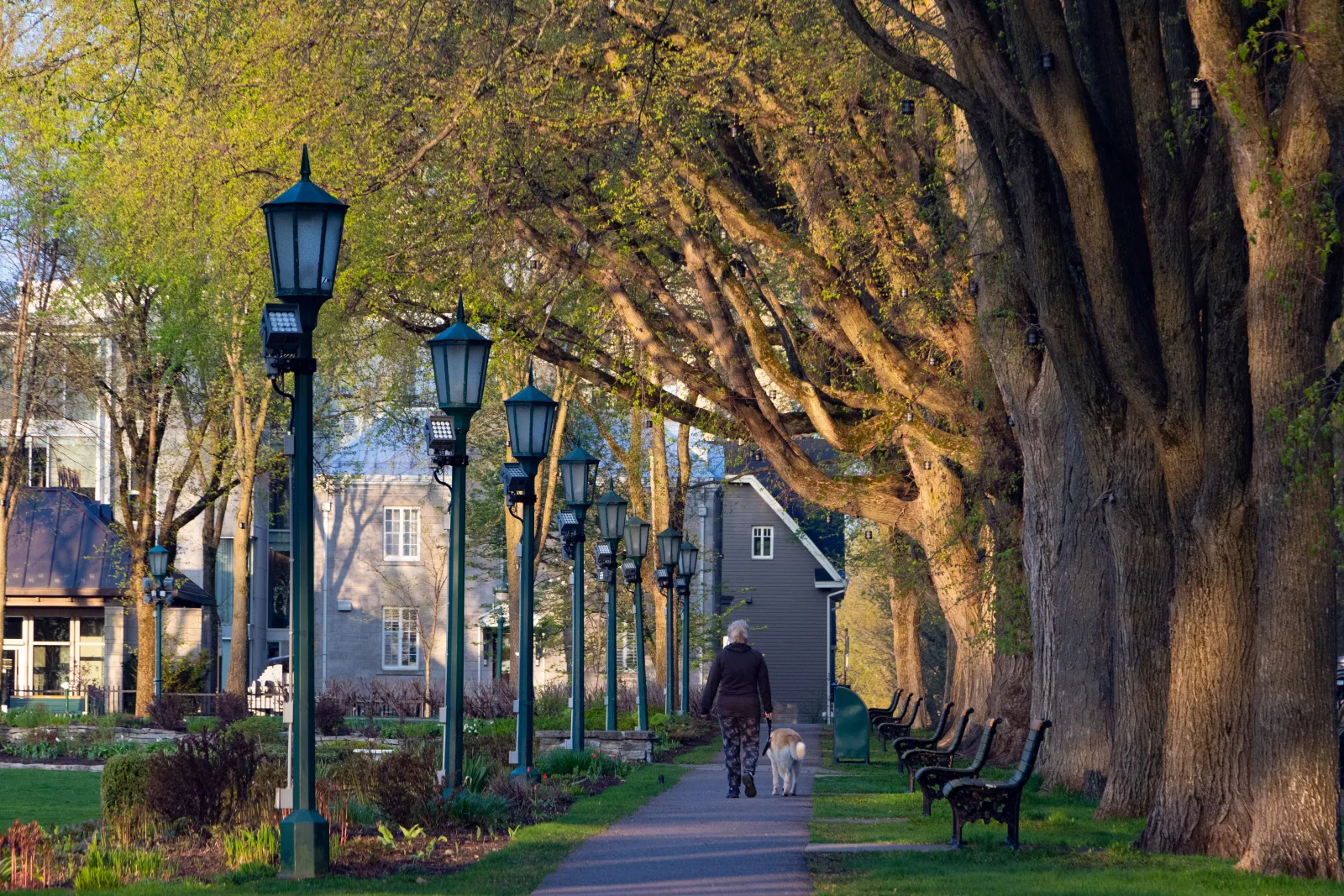 Dog walking along a tree-lined avenue in an urban park, illustrative photo for the Ogrod Saski guide